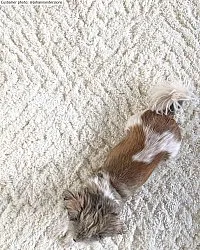 Tapetes felpudos - Stettin (offwhite)