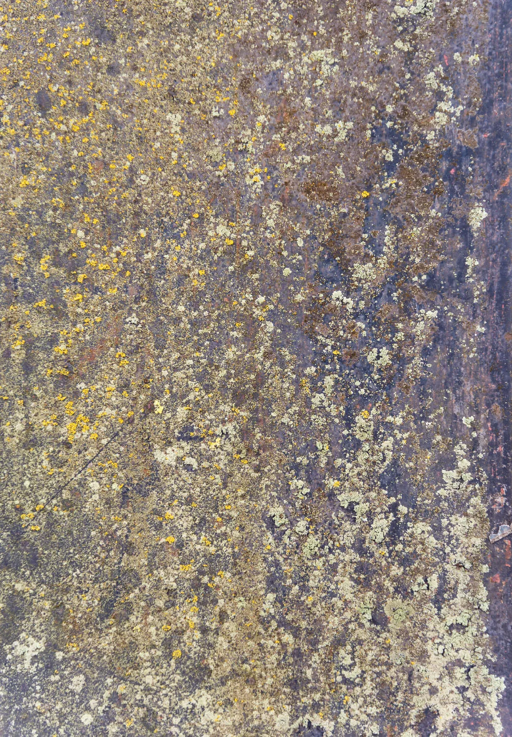 Tapete Wilton - Rey (azul/multi)