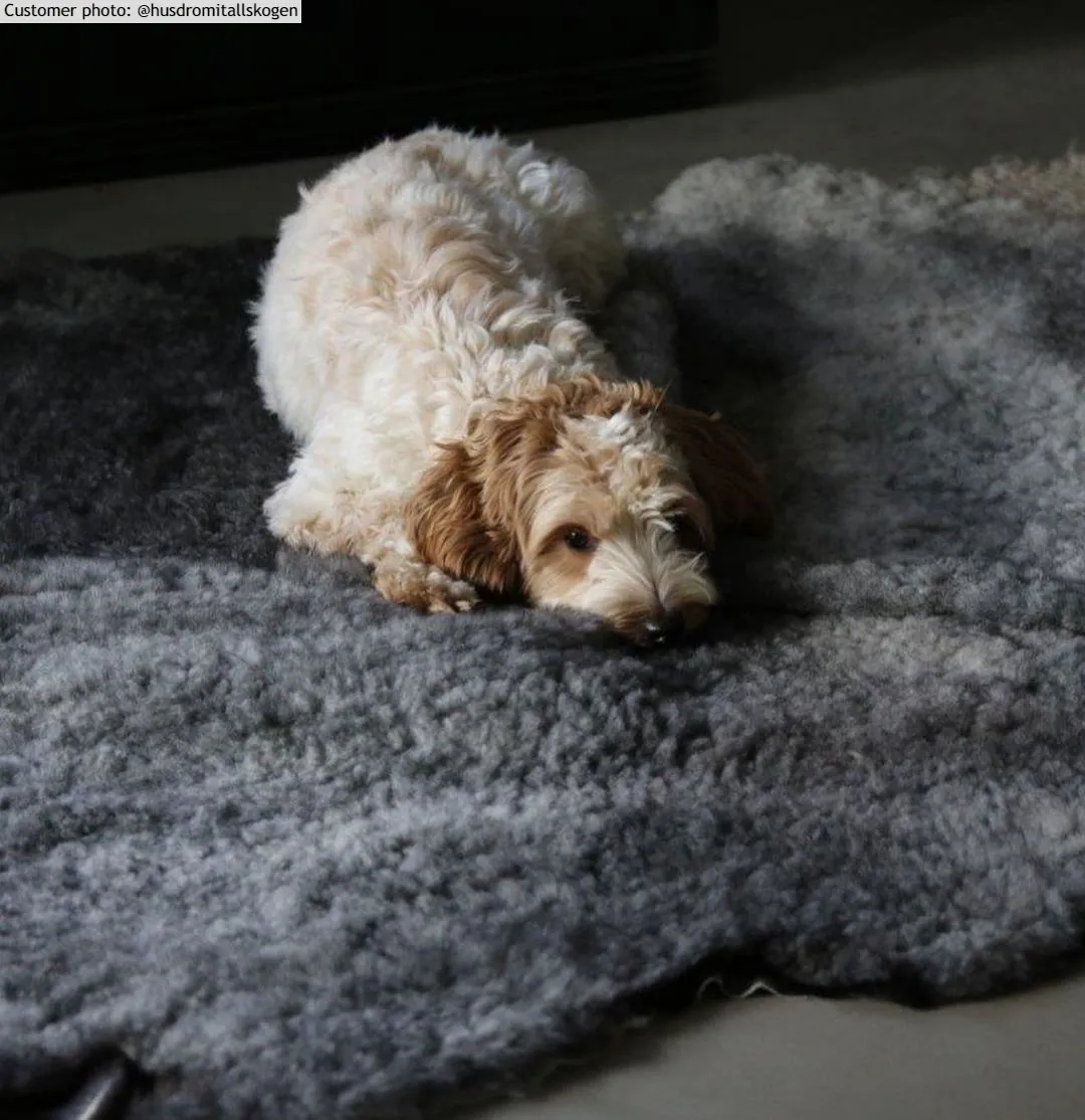 Pele de carneiro Gotland/Ovelha de Gotland