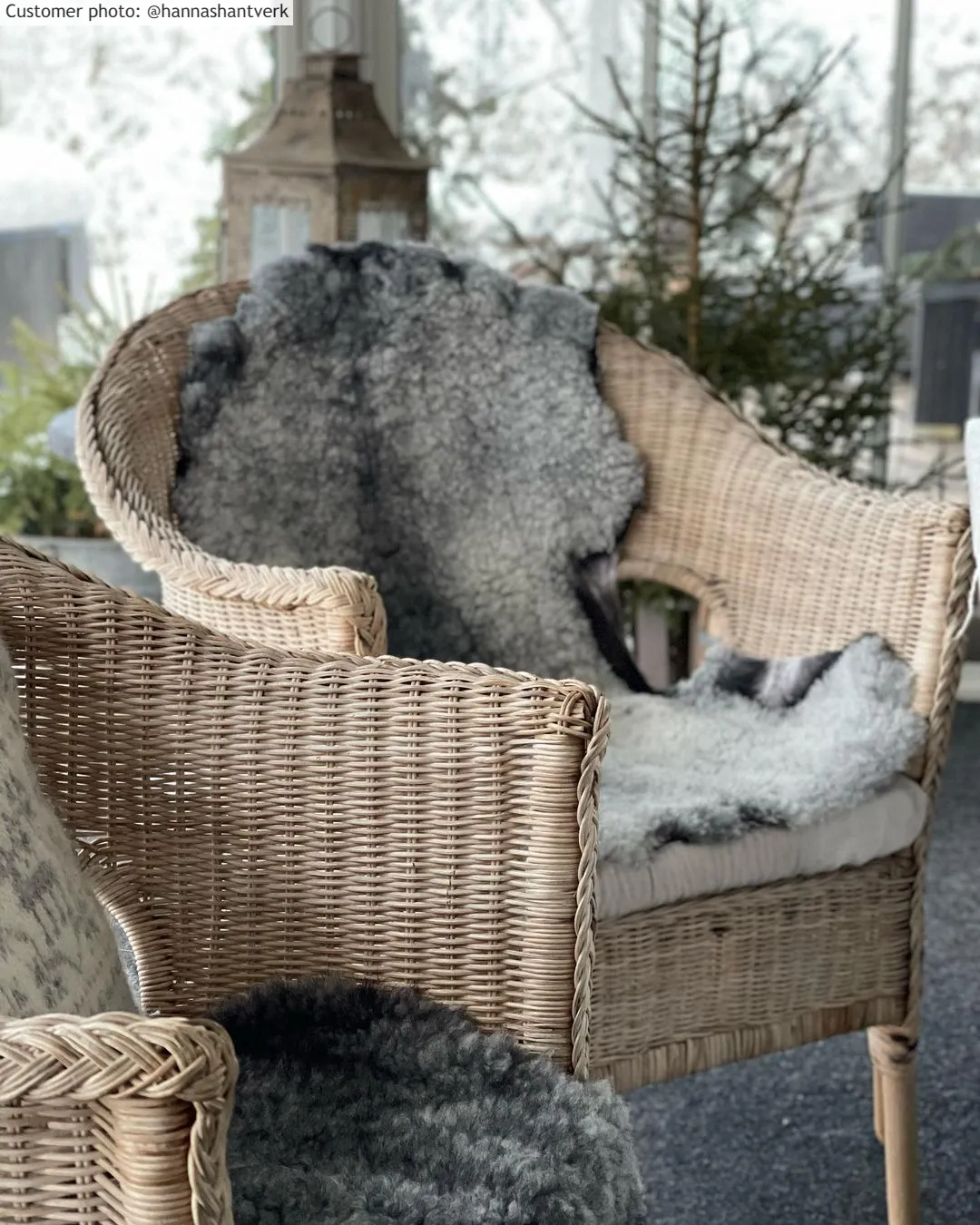 Pele de carneiro Gotland/Ovelha de Gotland